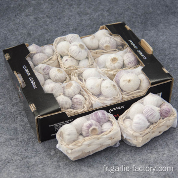 Ventes chaudes Solo Garlic